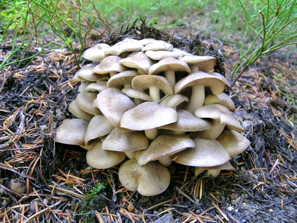 Identifying mushrooms Habitat &