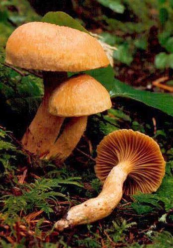 Chanterelle Lookalikes: Chroogomphus tomentosus Pine Spike Edible but not incredible Distinguishing features: Texture soft, felty