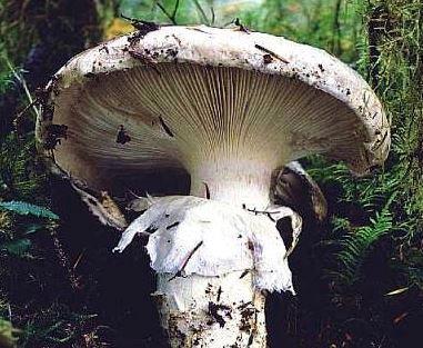 firm, almost woody Odor farinaceous Gills