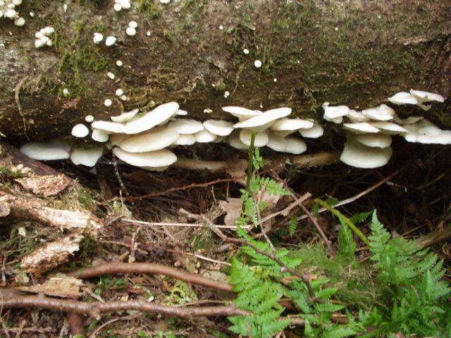 Oyster Mushroom: Pleurotus ostreatus