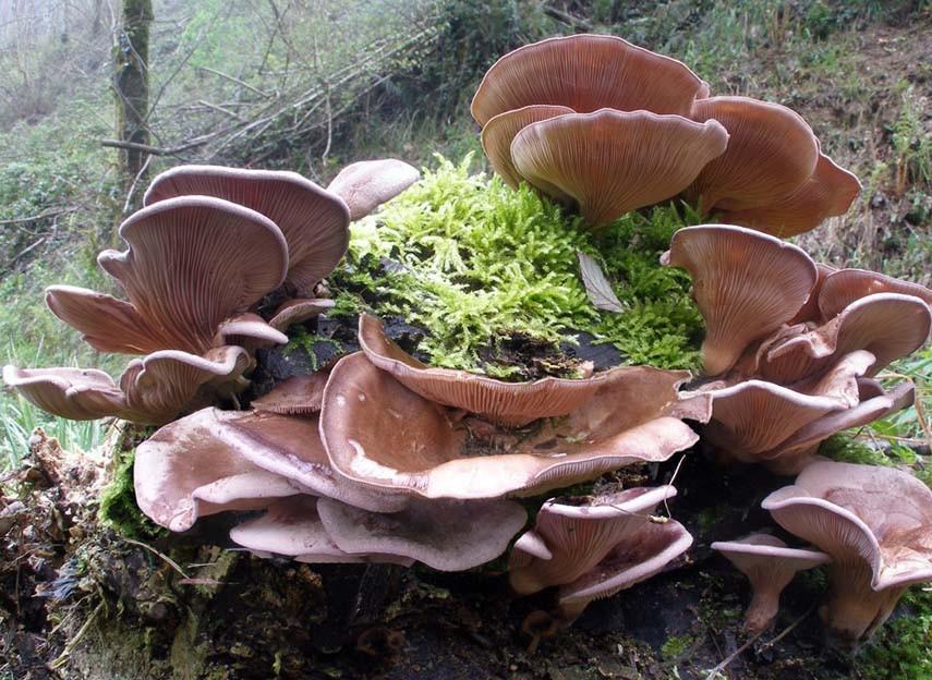 Oyster Mushroom Lookalike: Panus rudis