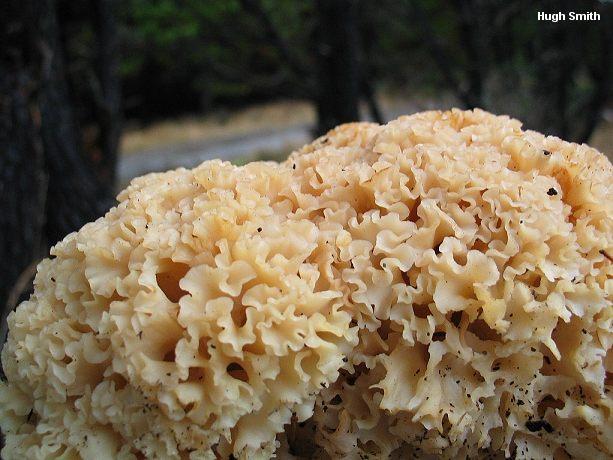 Cauliflower Mushroom: Sparassis radicata