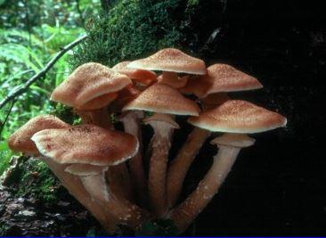 Fungal Ecology 101: What they eat