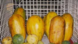Papaya Latex In every part of plant Contains two
