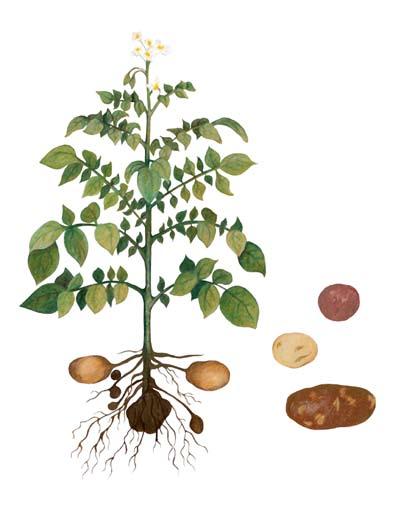 POTATOES Leaves Tubers Roots Stem On The Front Blossoms Russet Red White Round Eye A. Blossoms Potato plant blossoms are clustered one-inch wide, five-petaled flowers.