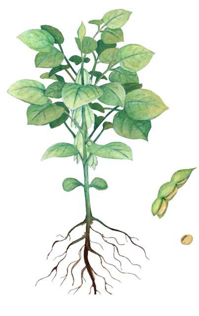 SOYBEANS Stem Nodules Roots Leaflets Stem Leaf Seedpods Seeds Seed On The Front A. Soybean Plant The soybean plant is called a legume.