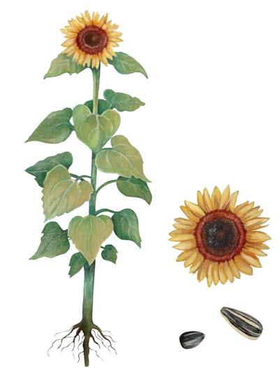 SUNFLOWERS Leaves Roots Stem Oil Seed Head Ray Flowers Disk Flowers Seeds Edible Seed On The Front A.