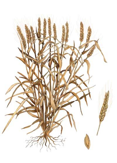 Tiller Spikes Roots On The Front A. Wheat Plant Wheat is an annual grass plant that grows two to three feet tall. The plants have long and narrow green leaves that turn golden as harvest nears. B.