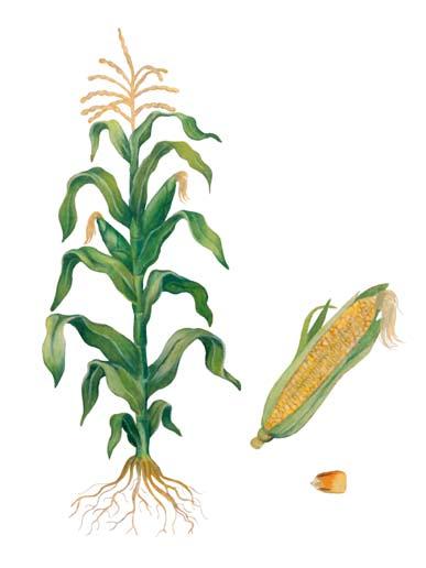 Tassel (Pollen) Silk Lower Leaves Stalk Prop Root Roots CORN Corn Most of the corn grown in the United States is produced in the Corn Belt, which includes Illinois, Indiana, Iowa, Minnesota,