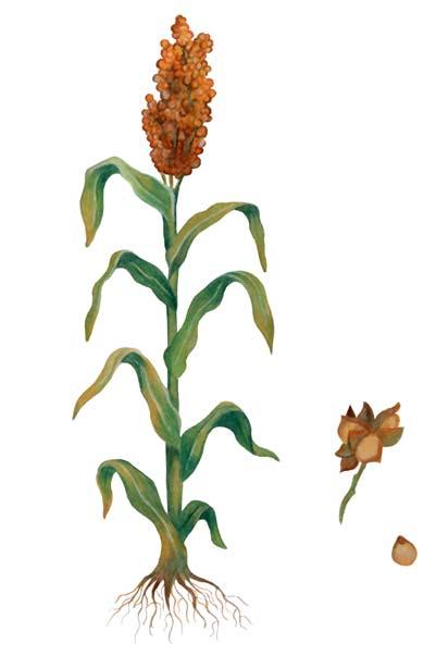 GRAIN SORGHUM Grain Head Roots On The Front Stalk Leaves Seeds Flower A. Grain Sorghum Head Containing Seeds There are approximately 750 to 1,250 seeds in one grain sorghum head.