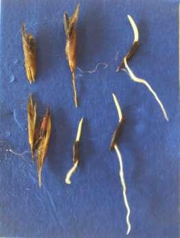 nil germination 2 Outer seed