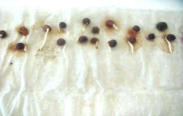 Germinated seedlings at 21