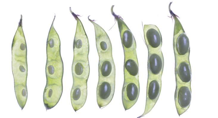 the seed /8 inch long top portion R5 plant early R5 pod late R5 pod R6 Reproductive Stage 6 Pod
