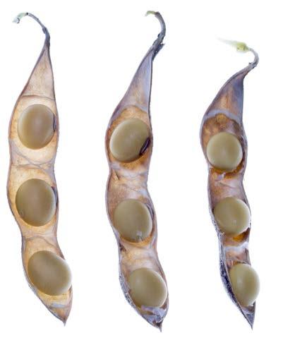 R8 Reproductive Stage 8 95% of pods have reached mature pod color late R8 plant 99Mature pod color does not necessarily indicate that beans are ready to harvest 995-0 days of drying weather are