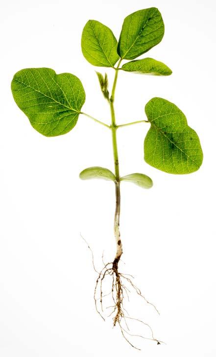 VC Vegetative Stage Cotyledon unifoliolate leaves Unifoliolate leaves unrolled sufficiently so the edges are not touching 99Unifoliolate leaves are simple, consisting of a single blade 99Unifoliolate