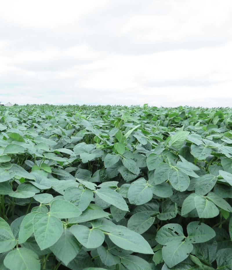 The dominant growing point s behavior differs Soybean growth habits with the two types of soybean growth habits.
