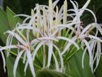 Spider Plant Scientific name: Chlorophytum comosum shrub: Grows to 2 with flower stalk to 2.5. Easy to grow.