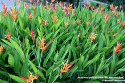 Heleconia Scientific name: Heliconia shrub: Varieties range from 1-18 tall with long slender leaves & brilliant colorful flowers (bracts) that are either