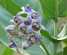 To prune after the flower dies, cut at base of stalk. Kokutan (Crown flower) Scientific name: Calotropis gigantea Large shrub: Can grow to 13.