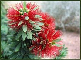 Dwarf Bottle Brush Scientific name: Callistemon viminalis Shrub: Grows to 3-5 with balls of red string flowers; is drought tolerant & slow growing.