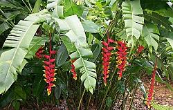 Heleconia - Varieties Scientific name: Heliconia small-large shrub: rainforest