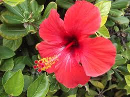 Hibiscus - varieties (7 varieties are native) Scientific name: Hibiscus Large shrub: Dark green leaves with large trumpet-shaped, colorful flowers in reds,