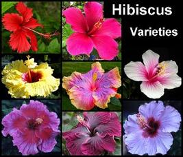 Grows up to 33 feet tall depending on the species. Blooms year round. FYI: Hawaiian hibiscus are the seven known species of hibiscus native to Hawaiʻi.