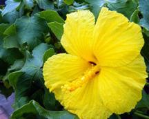 The native all yellow flowering hibiscus (hibiscus brackenridgei, or pua aloalo) is the Hawaii state flower (picture below).