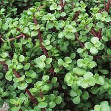 Jade Plant Scientific name: Crassula ovata & Portulacaria afra small shrub: evergreen with thick branches and