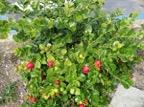 Natal Plum Scientific name: Carissa macrocarpa shrub: Delicious edible fruit, usually 2-8 (some varieties up to