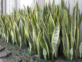Snake Plant Scientific name: Sansevieria trifasciata shrub: dense stands, spreading by way of its creeping rhizome. Grows to 1-3 tall. Very tolerant, Can survive low light levels and drought.