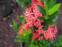 Thai Dwarf Ixora Scientific name: Ixora chinensis shrub: Can be kept at 2 or less. Small leaves, clusters of red-pink year round flowers. Slow growing.