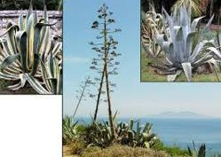 Hinahina (also called Ahinahina & Hinahina Ewa,) (native, endangered species) Scientific name: Heliotropium anomalum low shrub: Named for its silvery leaves.
