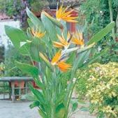 This coastal variety is used in lei making. Bird of Paradise Scientific name: Strelitzia reginae shrub: slow growing, trunkless, clump forming pattern of growth.