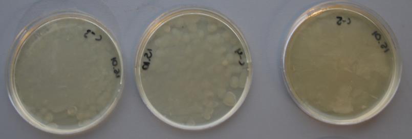 plates without any influence of ginger Bacteria that grew under the influence of