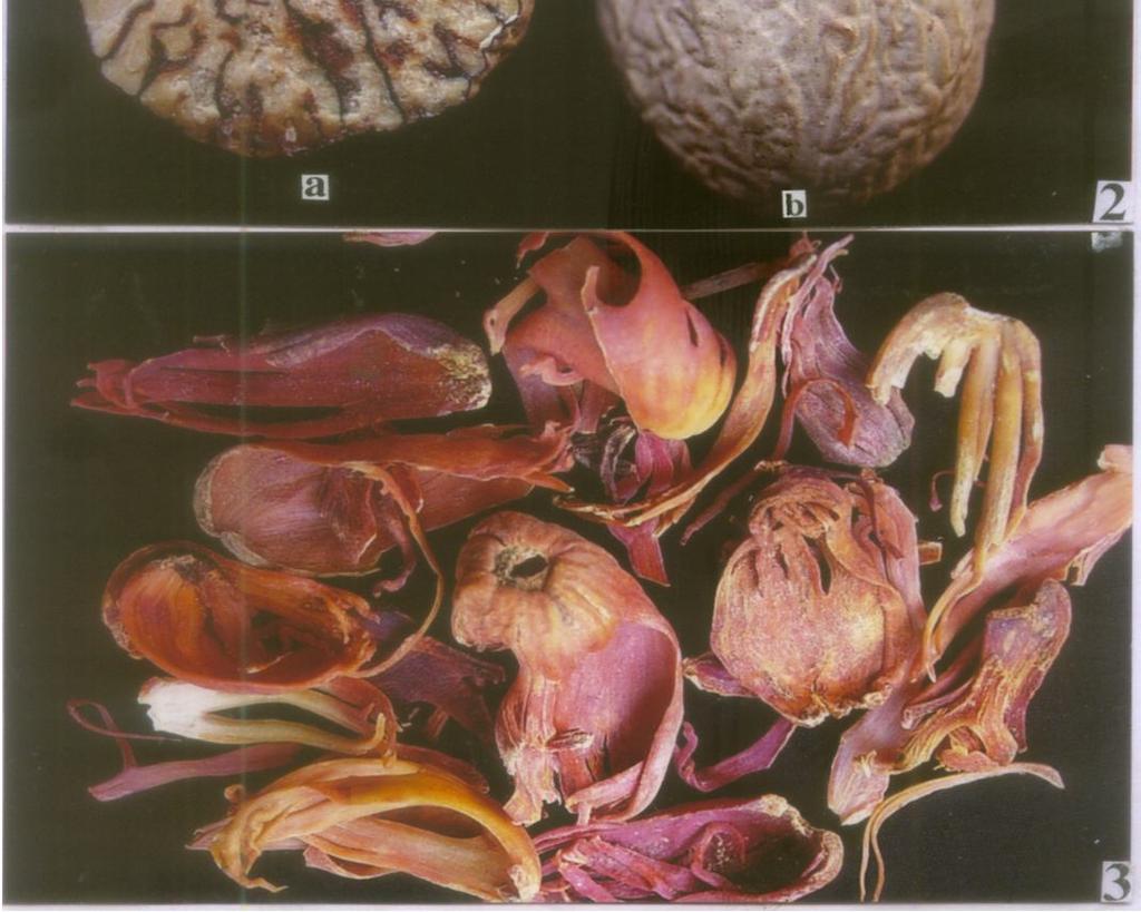 There are also long thick branched secretory canals permeating the ground tissue of the pericarp (Fig 6). Such secretory canals with dense aroma contents are not seen in other parts of the fruit.