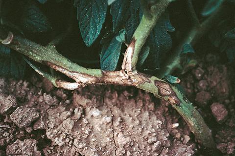 VFNTA A = Alternaria stem rot canker. Septoria leaf spot J.