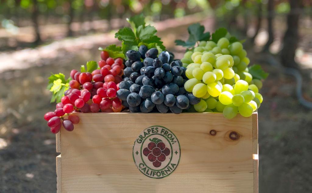 ABOUT California TABLE GRAPES More than 99 percent of commercially grown grapes in the United States are produced in California.