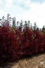 Willow Flame Willow Red Stem Dogwood 4' 5' 6' 7' 8' 9' 10' 11' 12' 13' 14' 15'