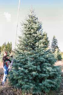 Concolor fir or Nursery Alpine fir: