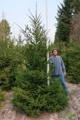 glauca Colorado Spruce Full 3 to 20 Blue or Green Natural 3 to 24 Layered 3