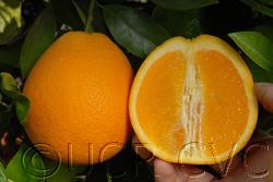 SWEET Oranges Citrus sinensis Midknight is a virtually seedless, medium-large, somewhat oblong fruit of excellent