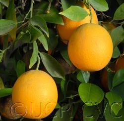 Rhode Red Valencia orange Citrus sinensis