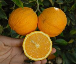 Variegated Valencia orange
