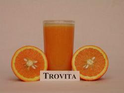 SWEET ORANGES Citrus sinensis The fruit of Trovita are earlier maturing, smaller, juicier and milder