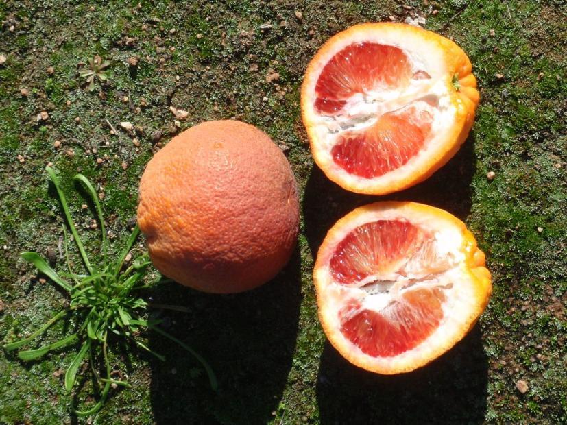 Bream Tarocco blood orange Citrus sinensis Bream Tarocco is a medium-large to large blood orange variety with few to no seeds and very good coloration