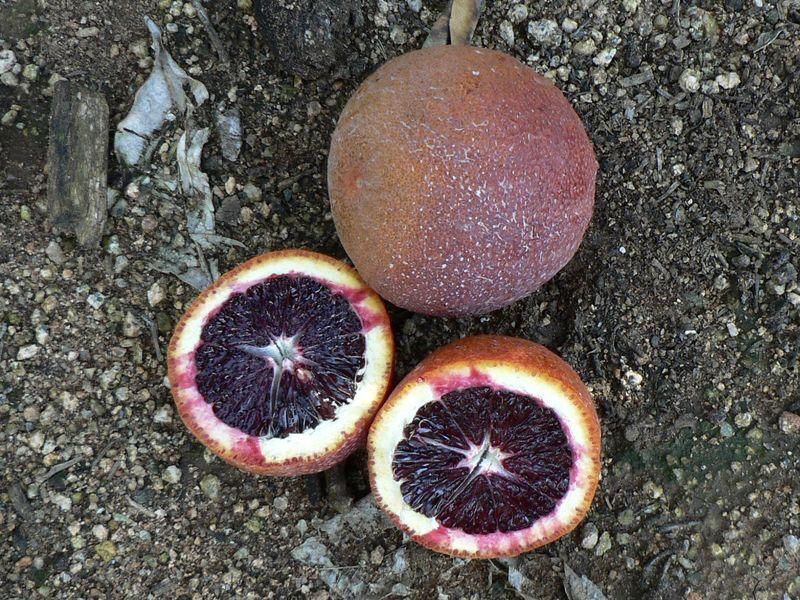 It is a Tarocco blood orange tree which might be an improvement over the old VI 384 budline of Tarocco.
