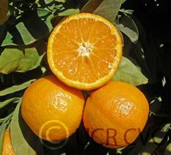 The flesh is bright orange, finely-textured, and seedless. The flavor is rich and sweet.