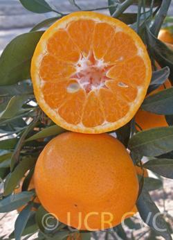 Imperial Mandarin Citrus reticulata 'Imperial' is an extremely early maturing mandarin, October