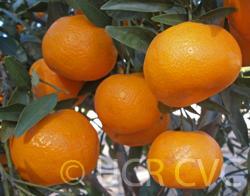 Fruit quality is considered good with a good balance or sugar and acid and good internal color.